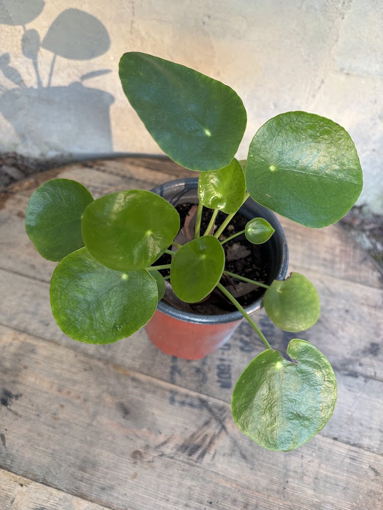 Chinese Money Plant