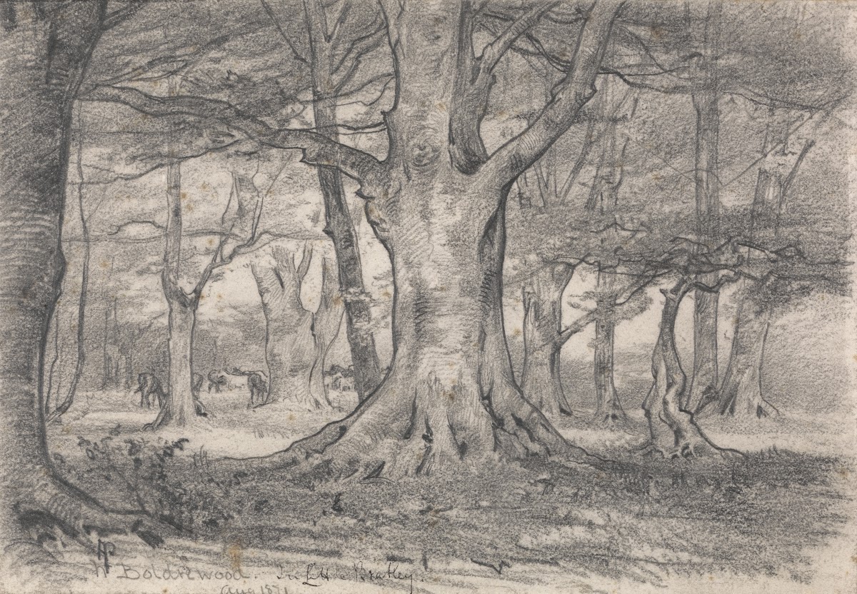 A Forest Landscape near Boldrewood 1871