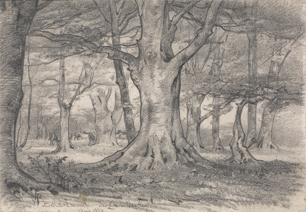 A Forest Landscape near Boldrewood 1871