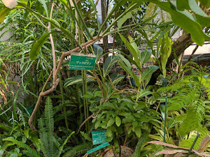 温室の月下美人