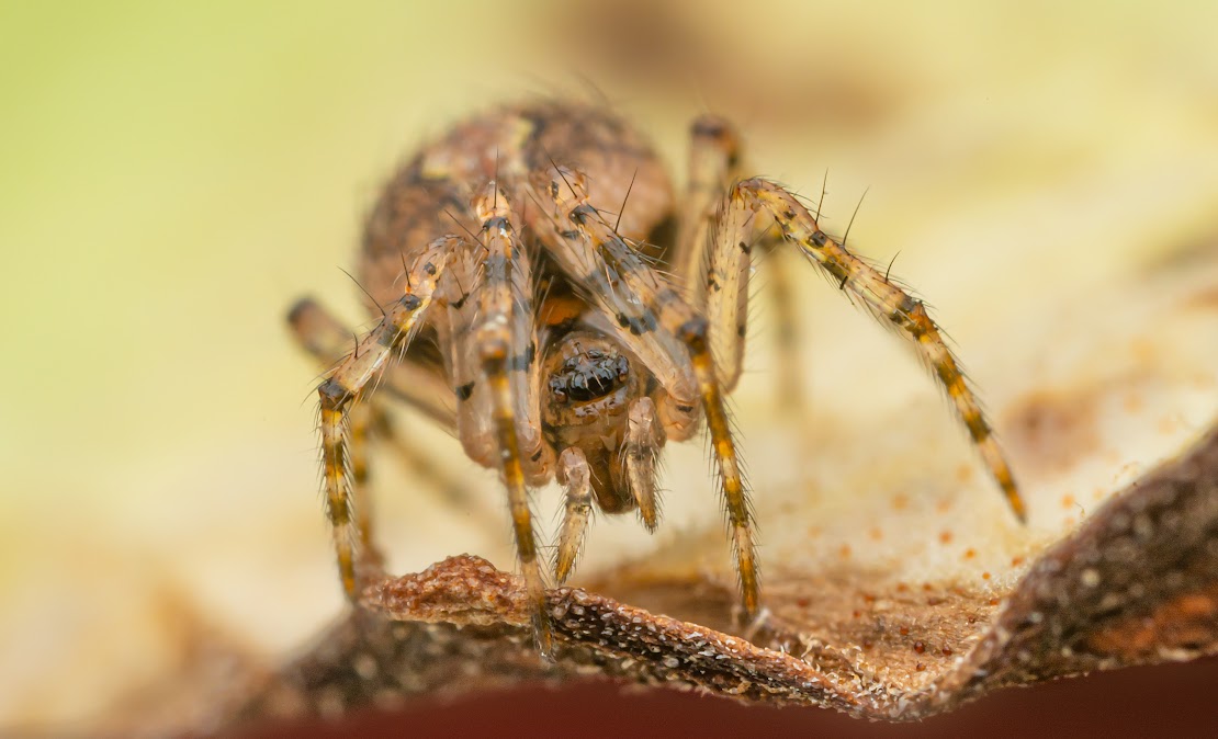 Theridion mystaceum/melanurum