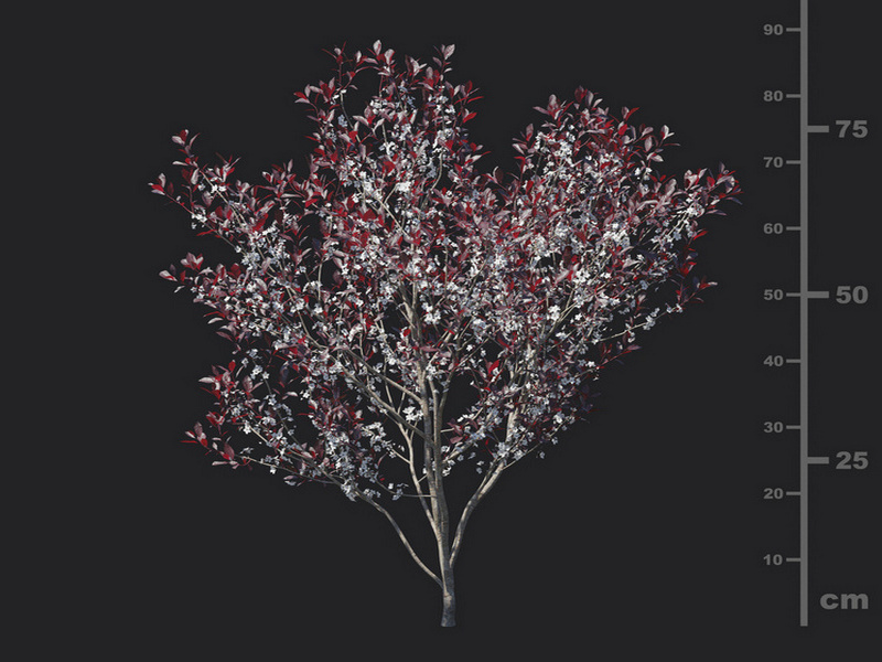 Maxtree - Plant Models Vol.129