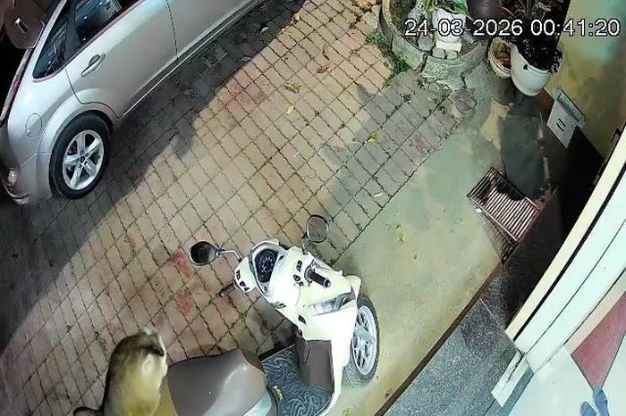 Xuất hiện cá thể khỉ hoang dã giữa lòng đô thị ở Sơn La - Báo Điện tử Tiếng nói Việt Nam