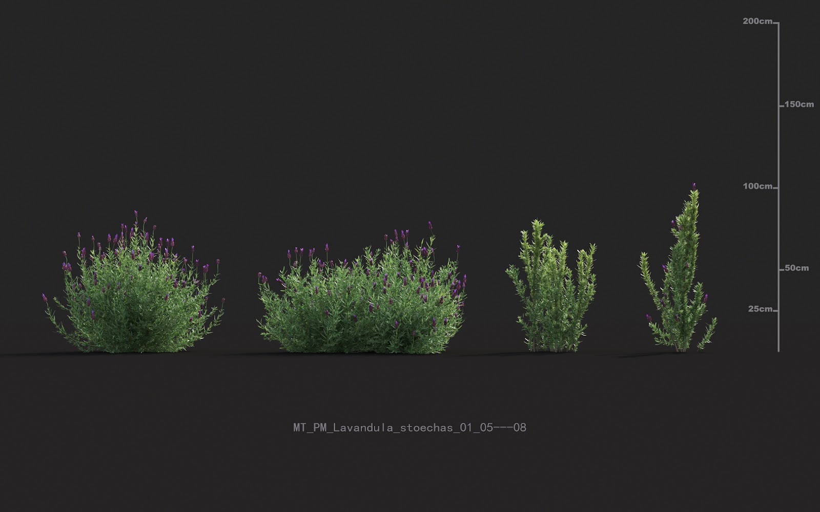 Maxtree - Plant Models Vol.20