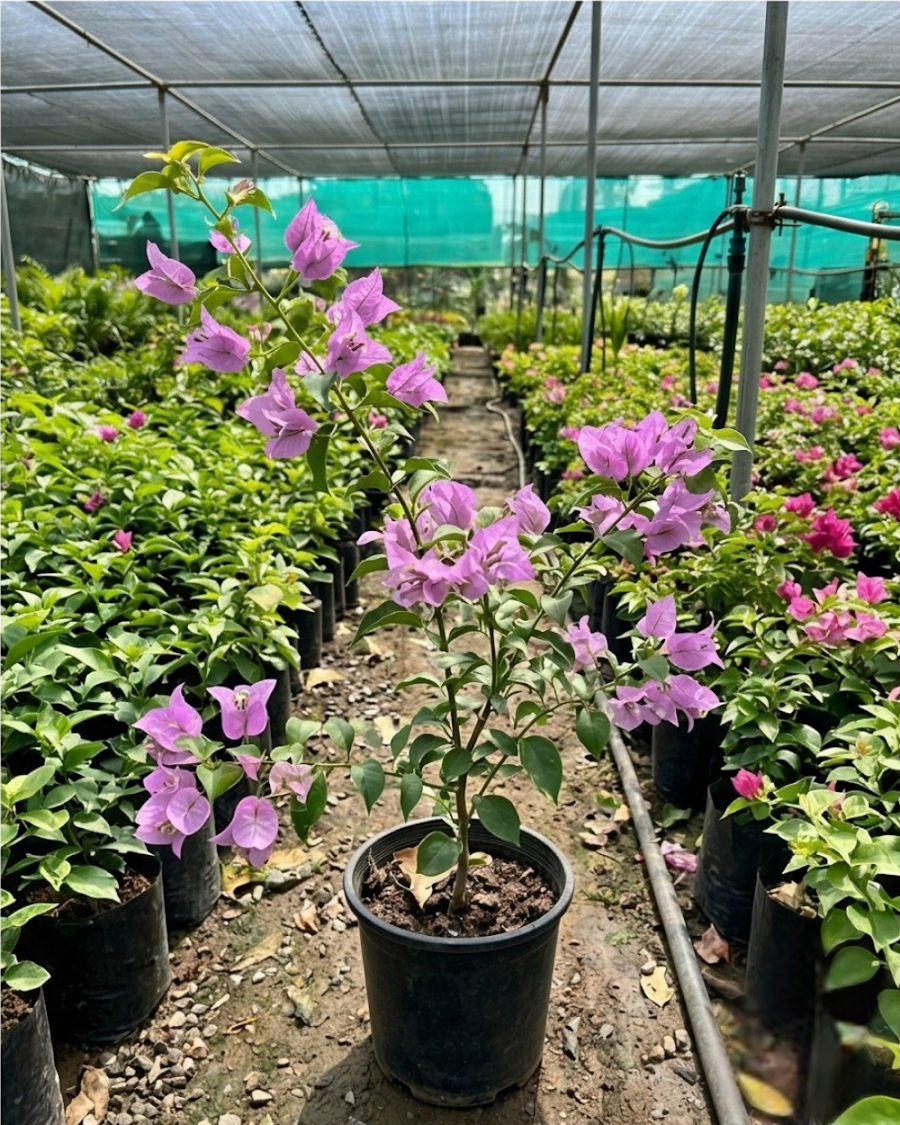 Imported Light Violet Bougainvillea Plant — view 4