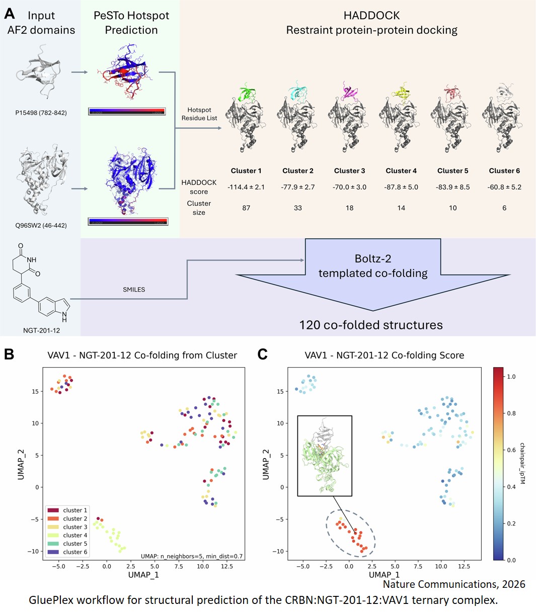 Proteomics and AI structure prediction to speed up ‘molecular glues’ discovery