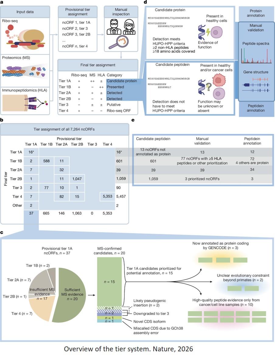 Expanding the human proteome with microproteins and peptideins