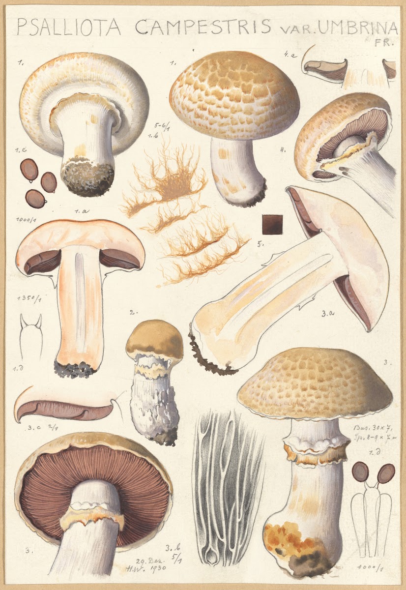 Psalliota campestris Psalliota campestris var umbrina 1915 1945 2892x4203 (1)