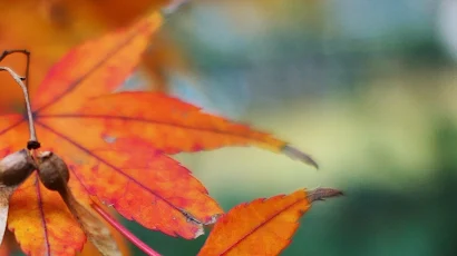 Fall Leaf Autumn Maple Golden Snitch 4K iPhone Wallpaper Background