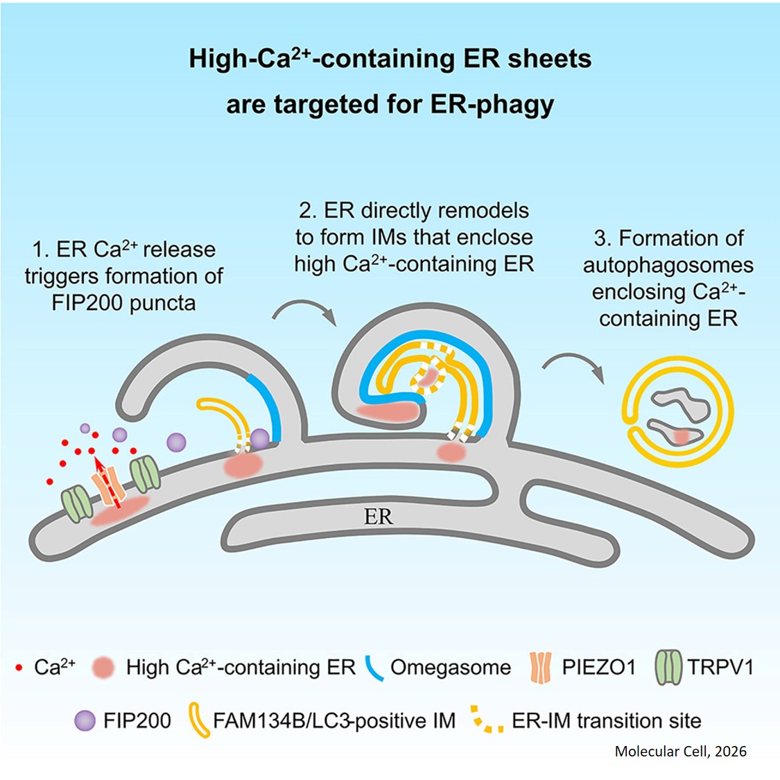 How cells remove damaged endoplasmic reticulum