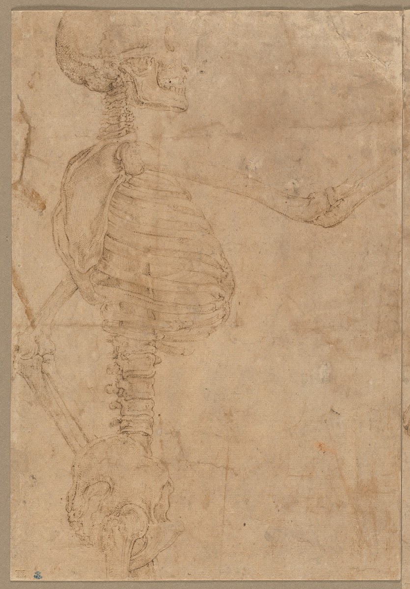 Half Length Skeleton in Profile early 1540s