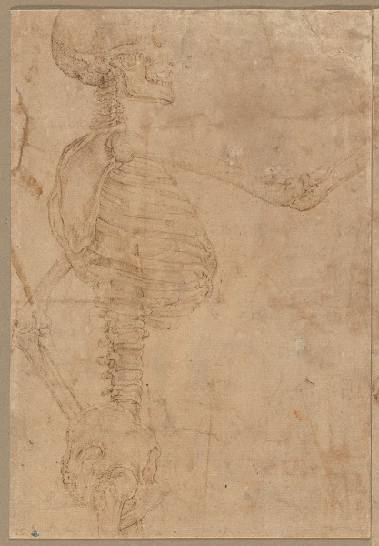 Half Length Skeleton in Profile early 1540s