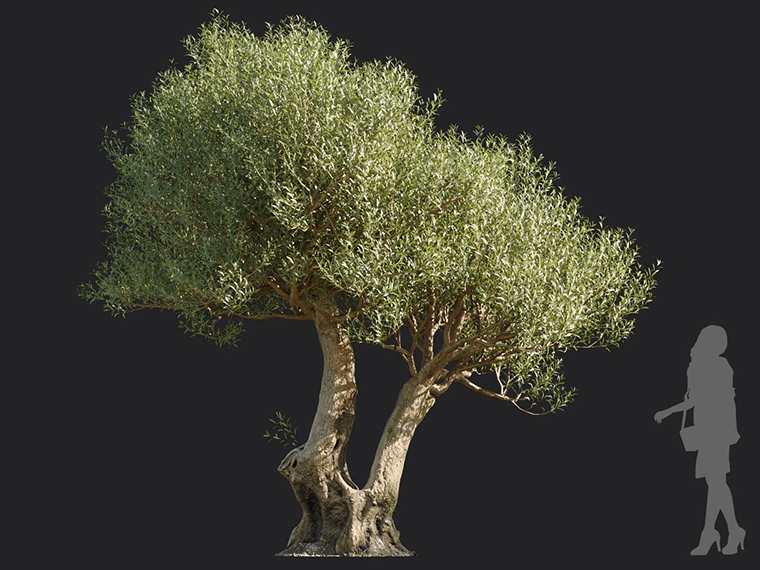 Maxtree - Plant Models Vol.113