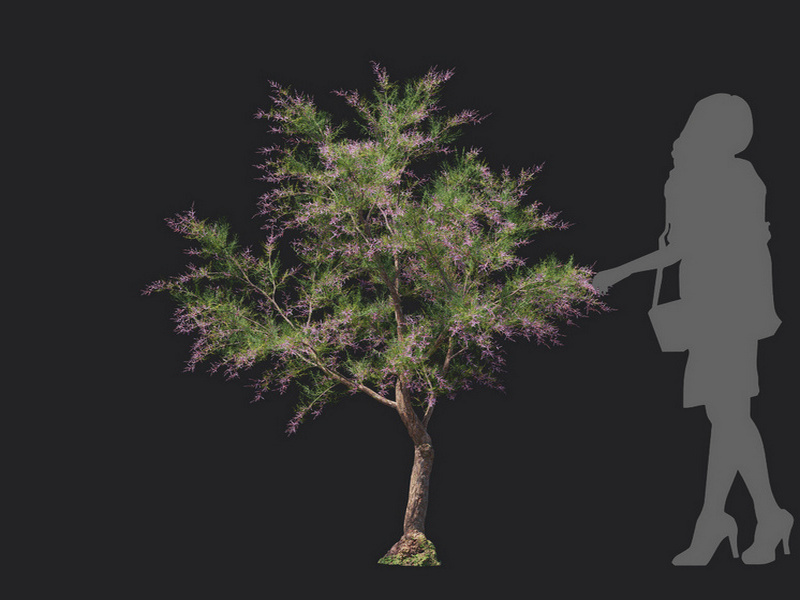 Maxtree - Plant Models Vol.129