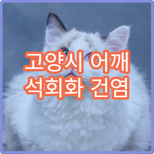 고양시 어깨 석회화 건염 치료를 잘하는 최신 병원 추천