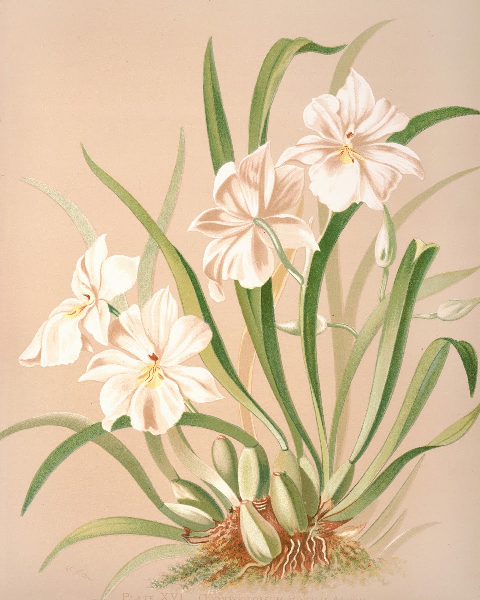 Odontoglossum Roezlii Album 1885