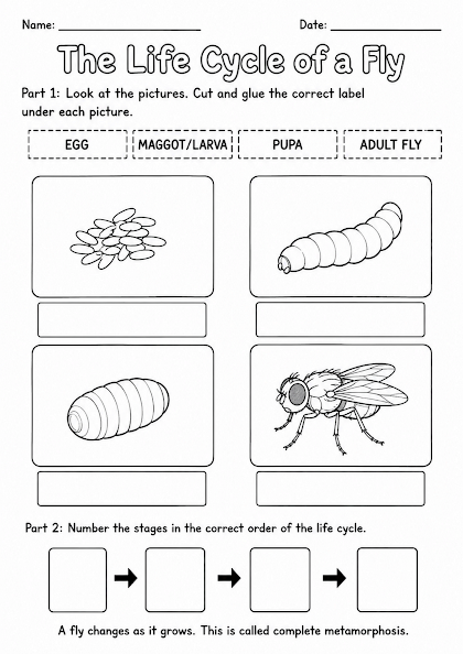 Fly Life Cycle Worksheet