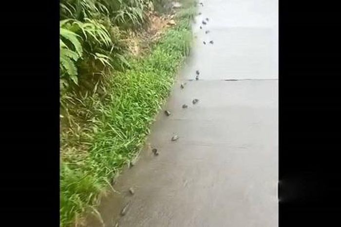 Cá rô đồng 'đi bộ' trên đường bê tông khiến người dân bất ngờ - Tạp chí Người Đưa Tin