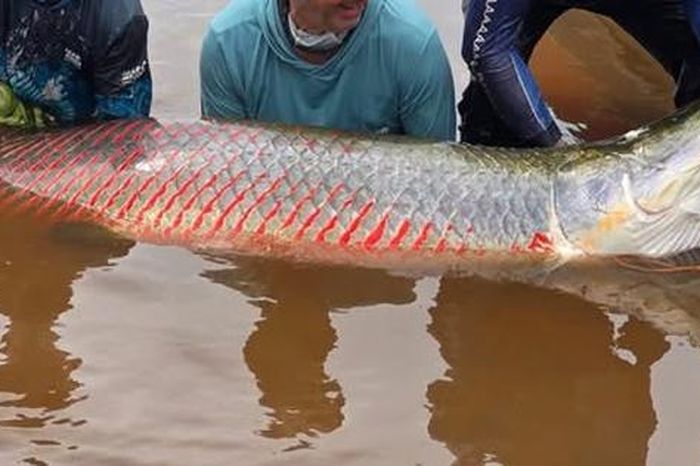 Ngư dân bắt được con cá khổng lồ hơn 2,15 mét, nặng 98 kg trên sông - Tạp chí Người Đưa Tin