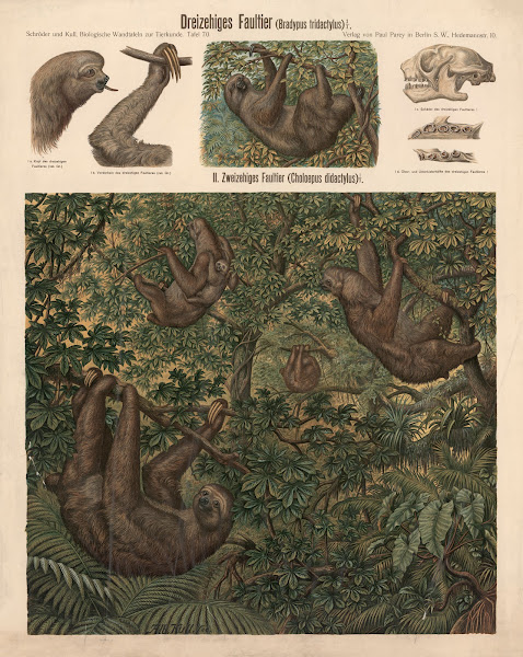 Three toed sloth Bradypus tridactylus