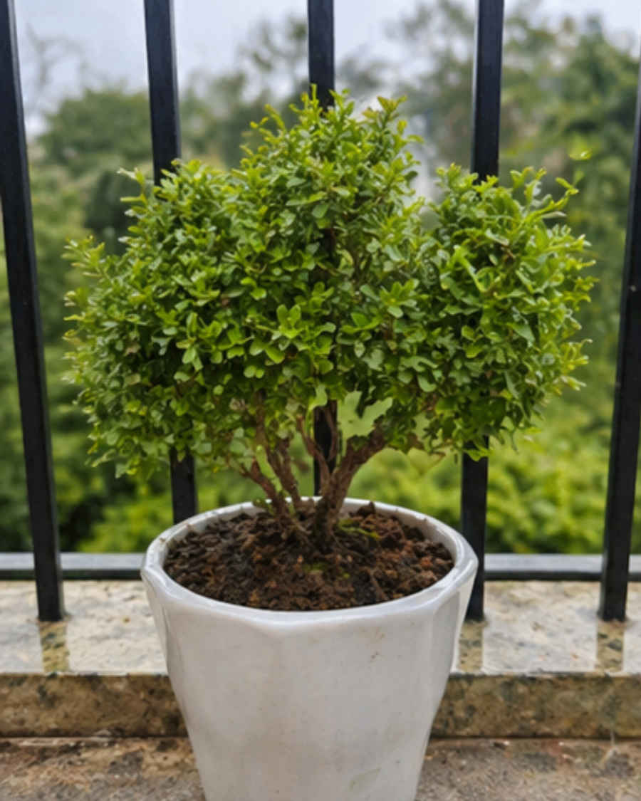 Kamini Table Plant — view 6
