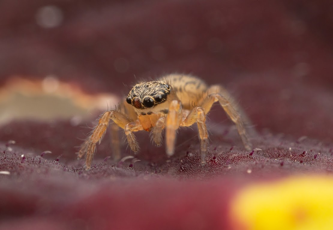 Euophrys frontalis