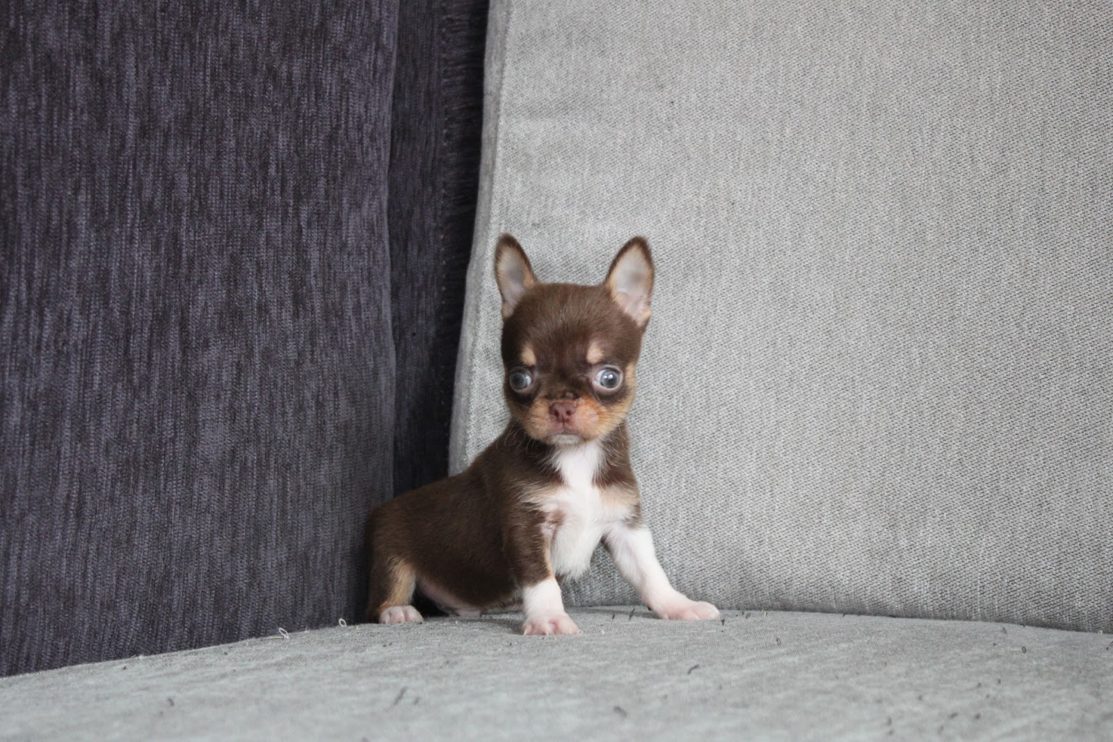 1/20出生 高端優質近茶杯短毛吉娃娃巧克力四目弟弟