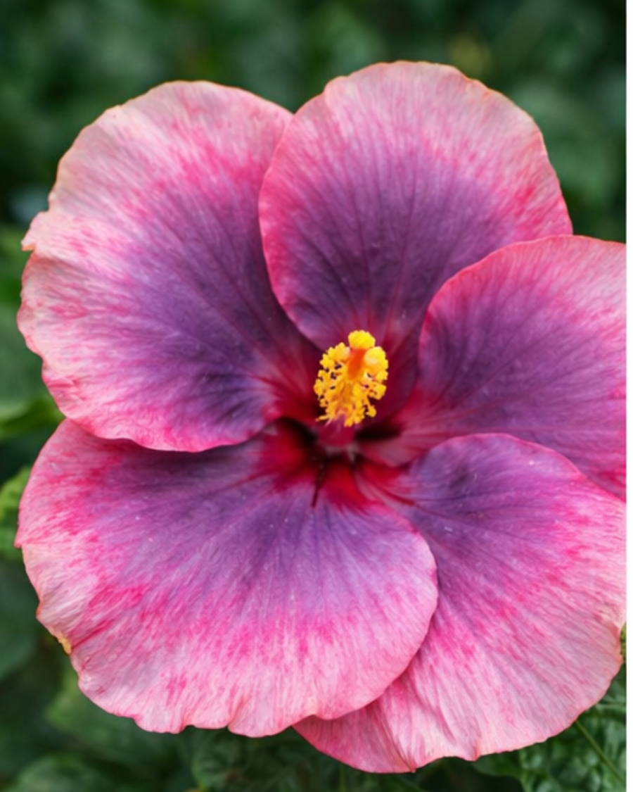 Hibiscus Tahitian Purple Epiphany — view 3
