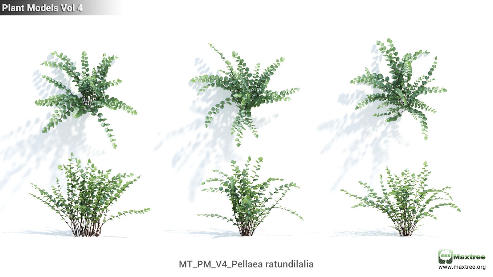 Maxtree - Plant Models Vol.4