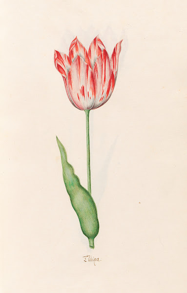 Tülipa 1692