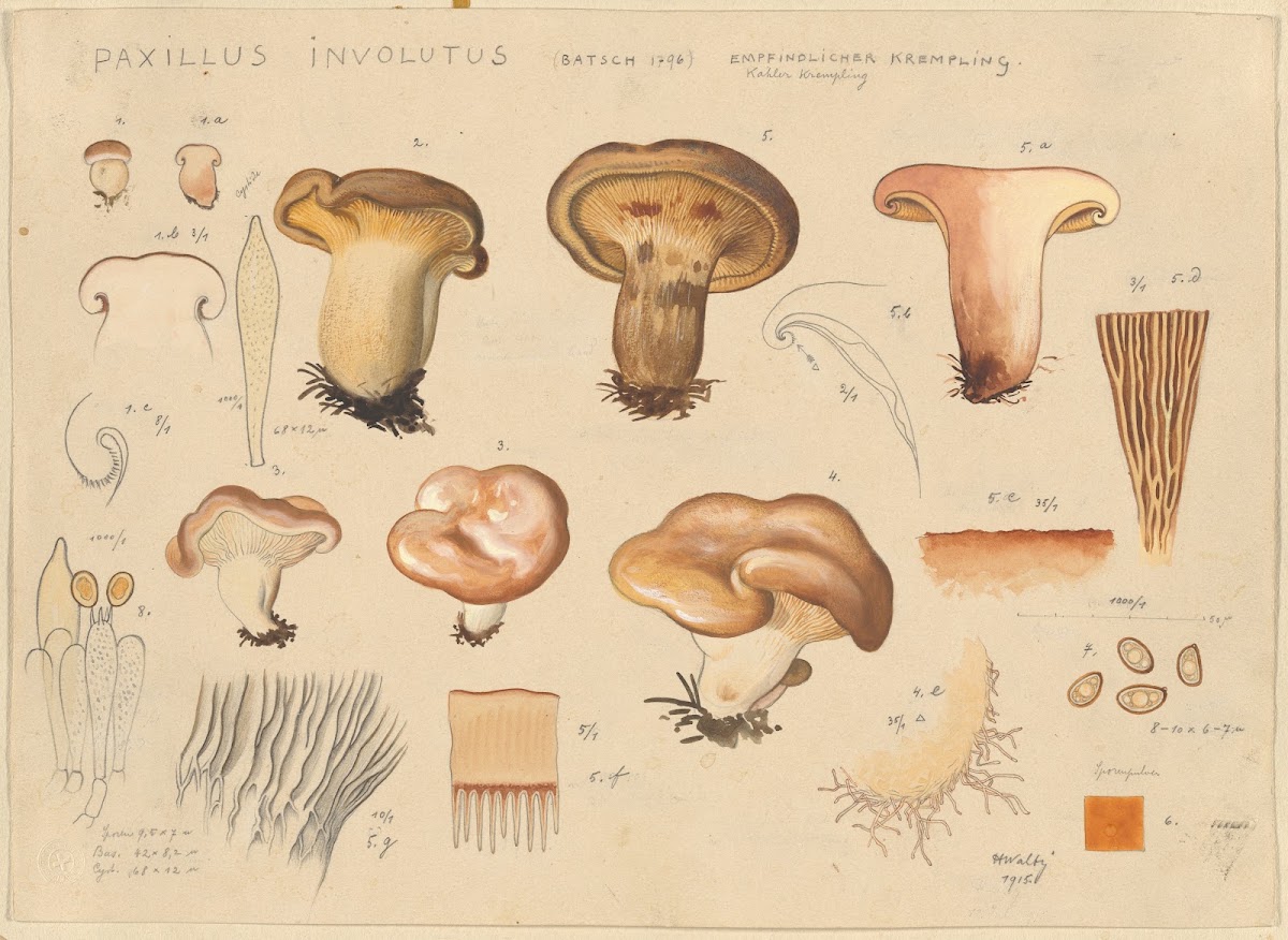 Paxillus involutus Batsch 1796 1915 1945