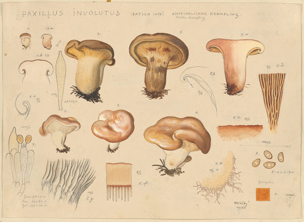 Paxillus involutus Batsch 1796 1915 1945