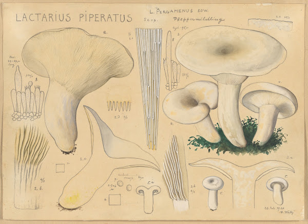 Lactarius piperatus Scop 1915 1945