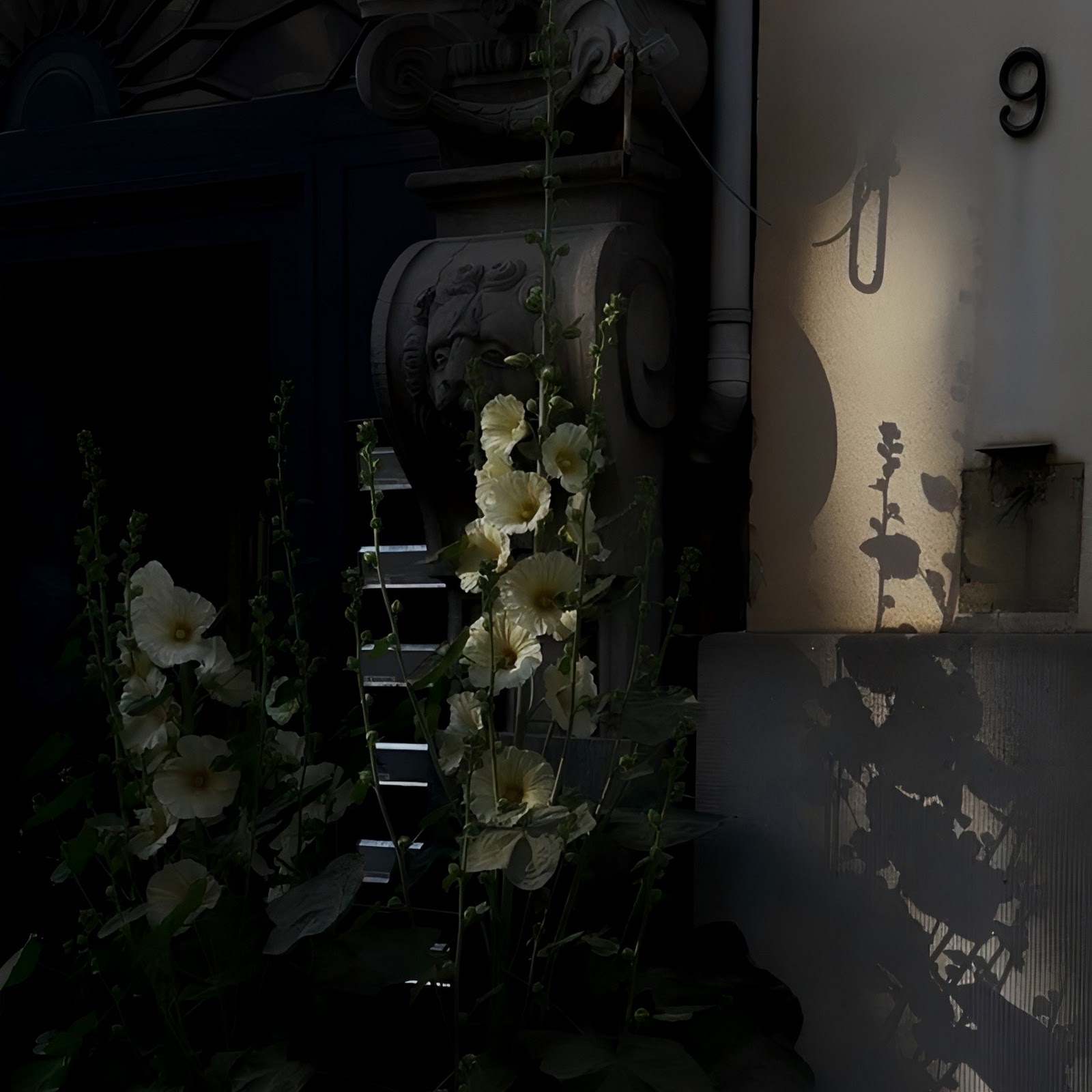 Download White Flowers Beside Old Building Full HD iPhone