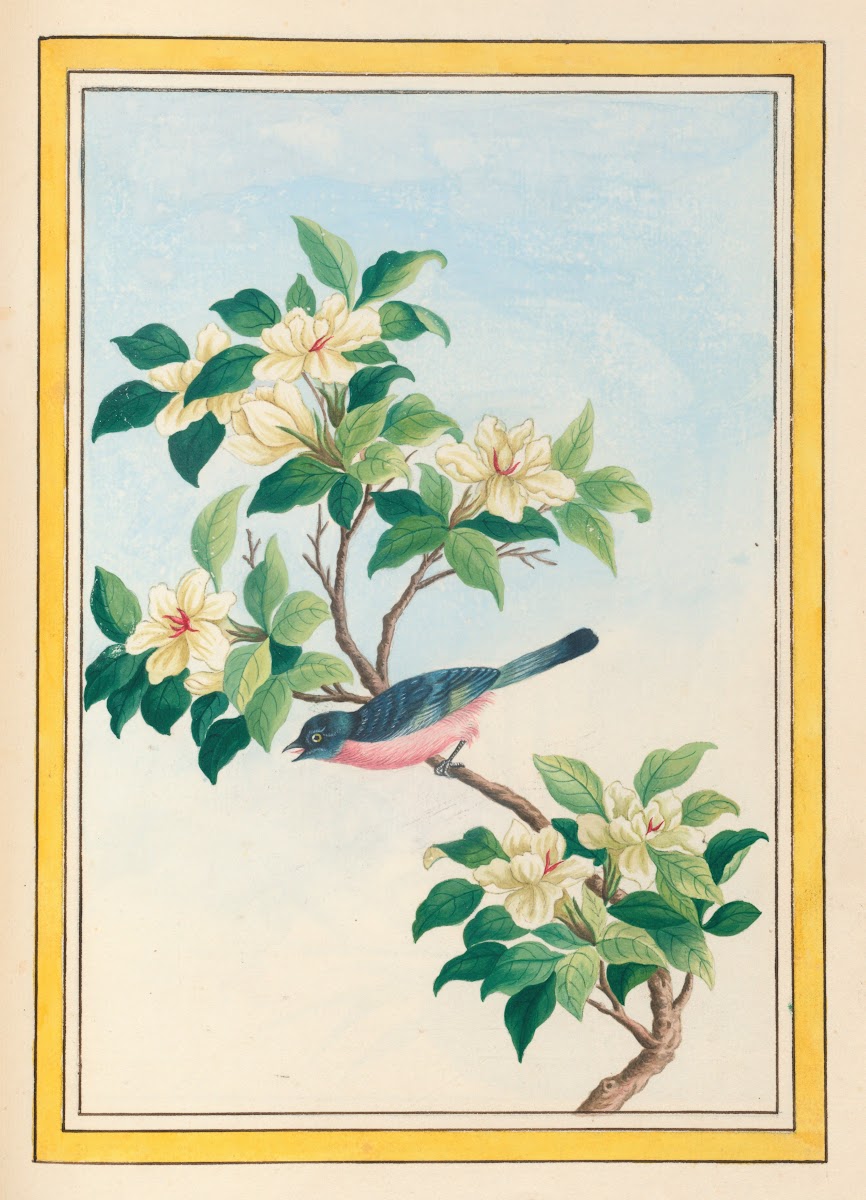 Plantes de Chine Pl064 1776