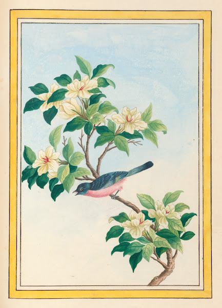 Plantes de Chine Pl064 1776