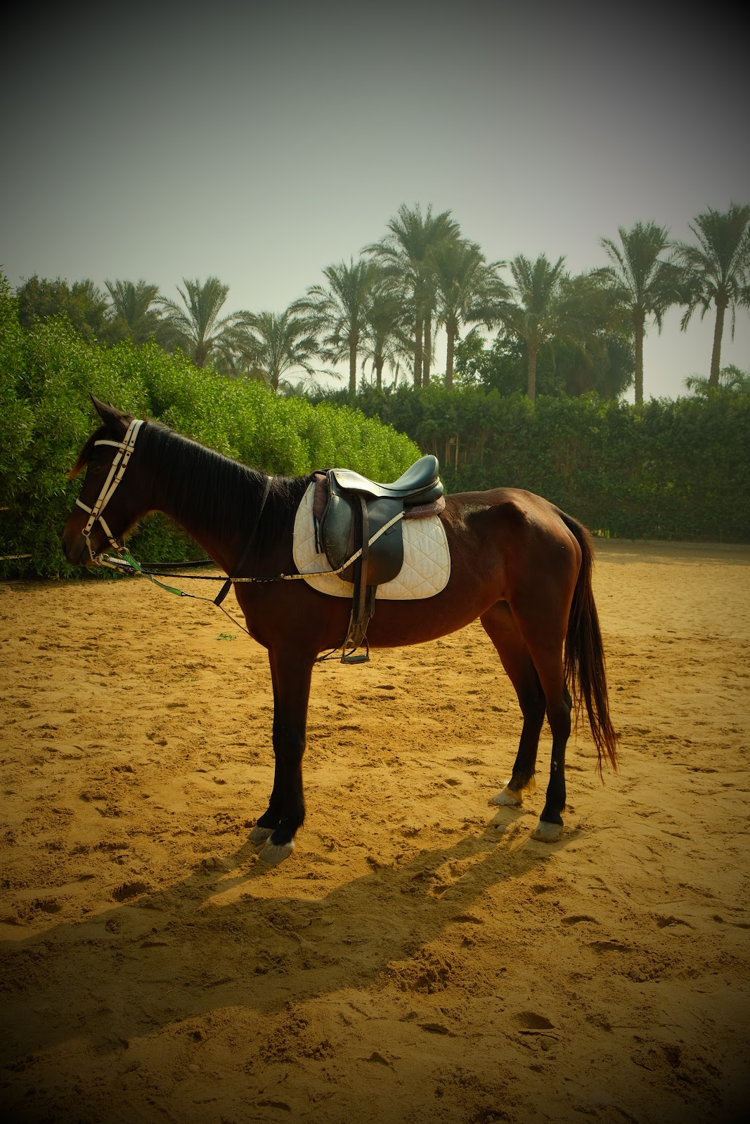 Tofa7a - Horse available for riding at Beit Zeina in Saqqara, Egypt. This handsome Classic Bay horse features a coat of rich brown, beautifully contr