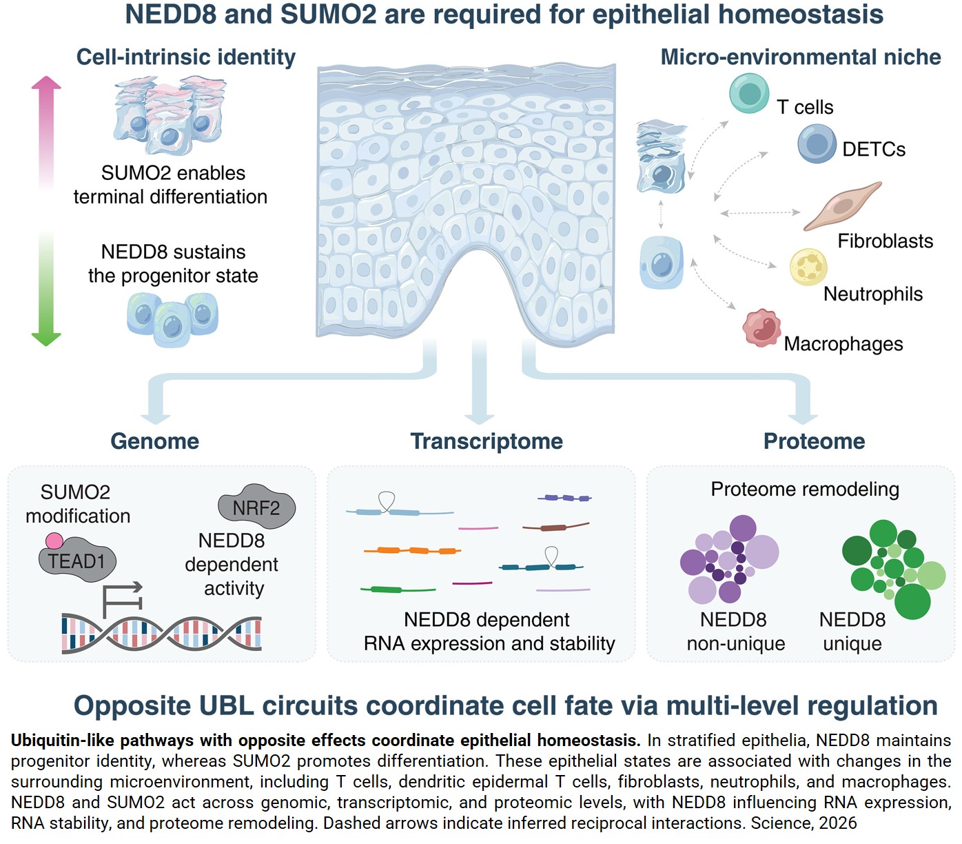 Ubiquitin-like modifiers drive healthy skin development