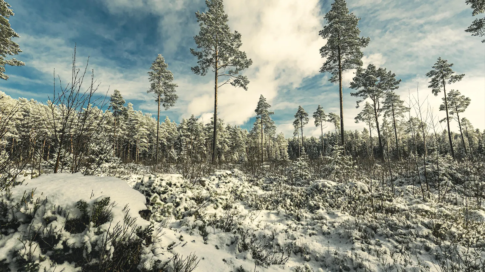 Tall Pine Trees In Snowy Woods - Nature Photography 4K Wallpaper (3840x2160)