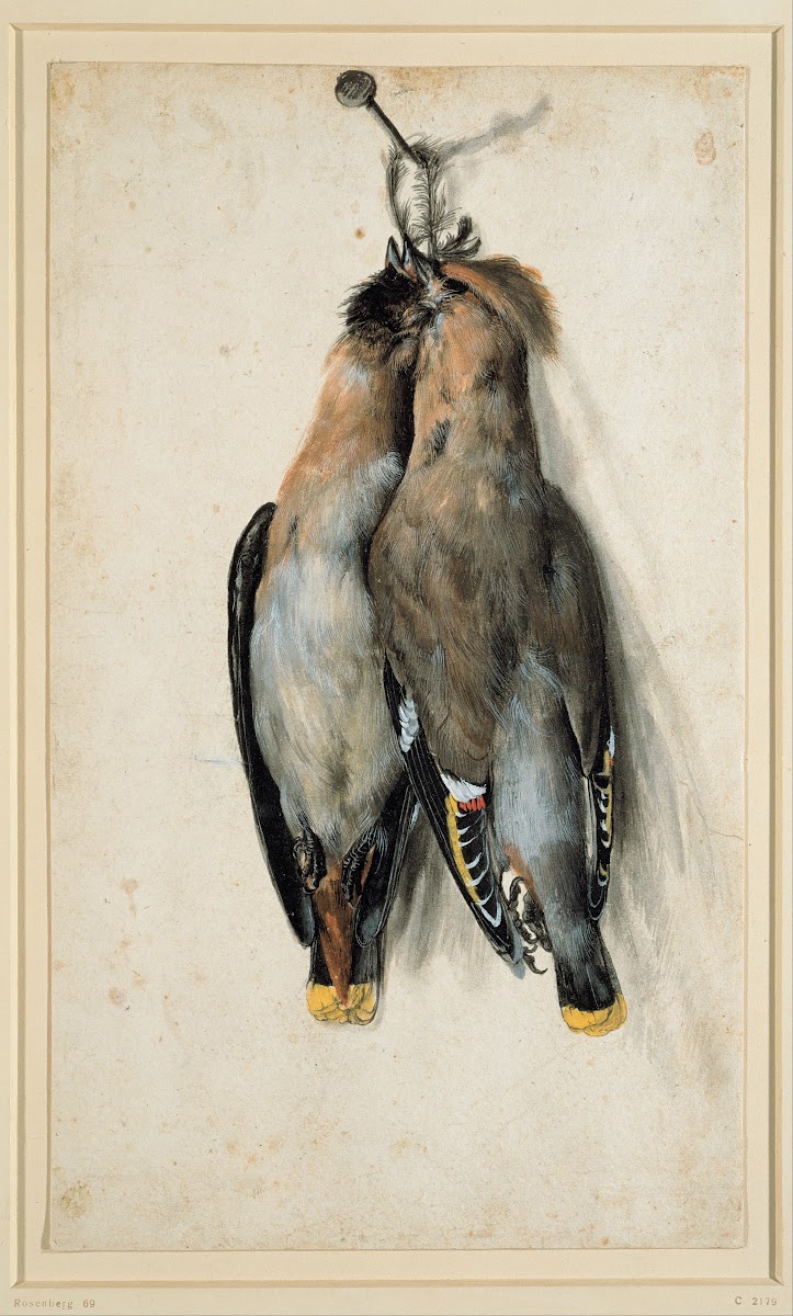 Two Dead Bohemian Waxwings circa 1530