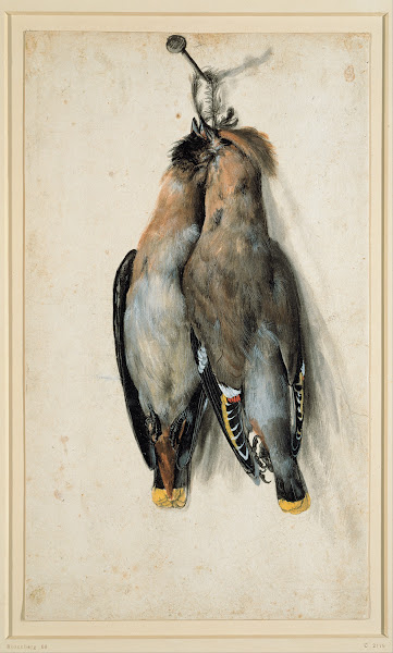 Two Dead Bohemian Waxwings circa 1530