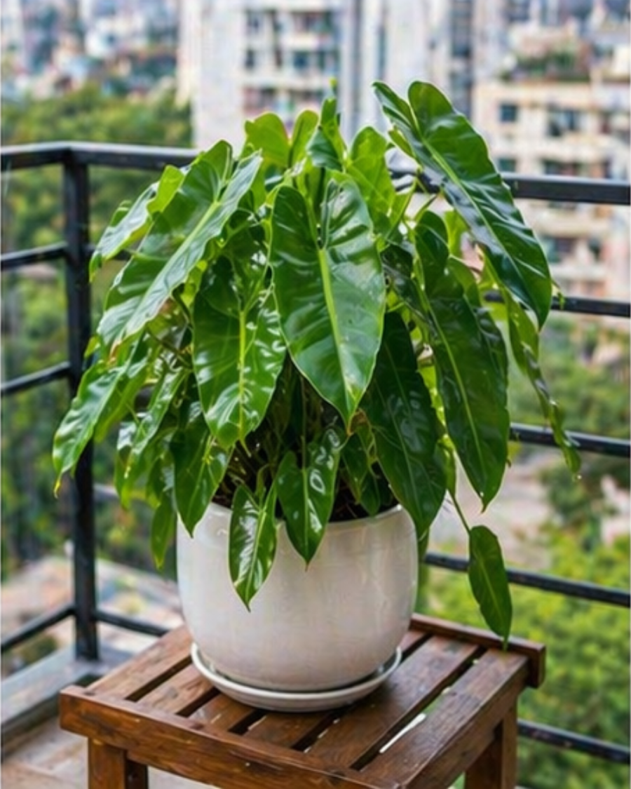 Philodendron Burle Marx Indoor Plant — view 6