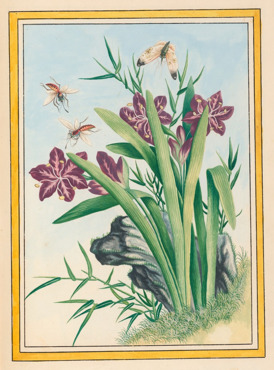 Plantes de Chine Pl036 1776