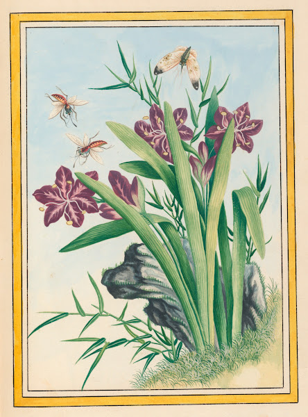Plantes de Chine Pl036 1776
