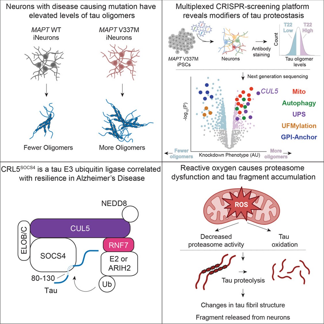 Principles of tau proteostasis