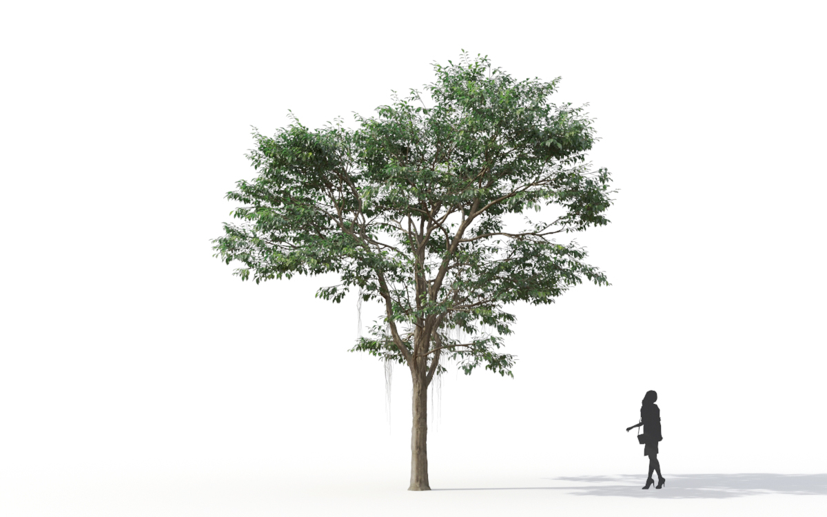 Maxtree - Plant Models Vol.11