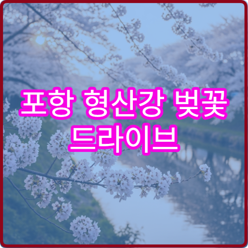 포항 형산강 벚꽃 드라이브 주말 인파 앱 실시간 확인 방문법