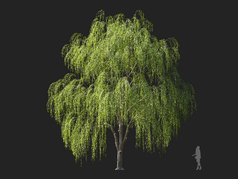 Maxtree - Plant Models Vol.114