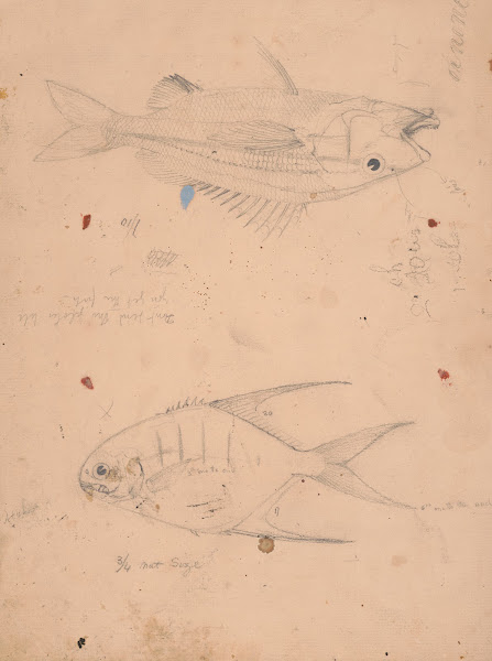 Side view of two fish with notations at to their size 1840 1870