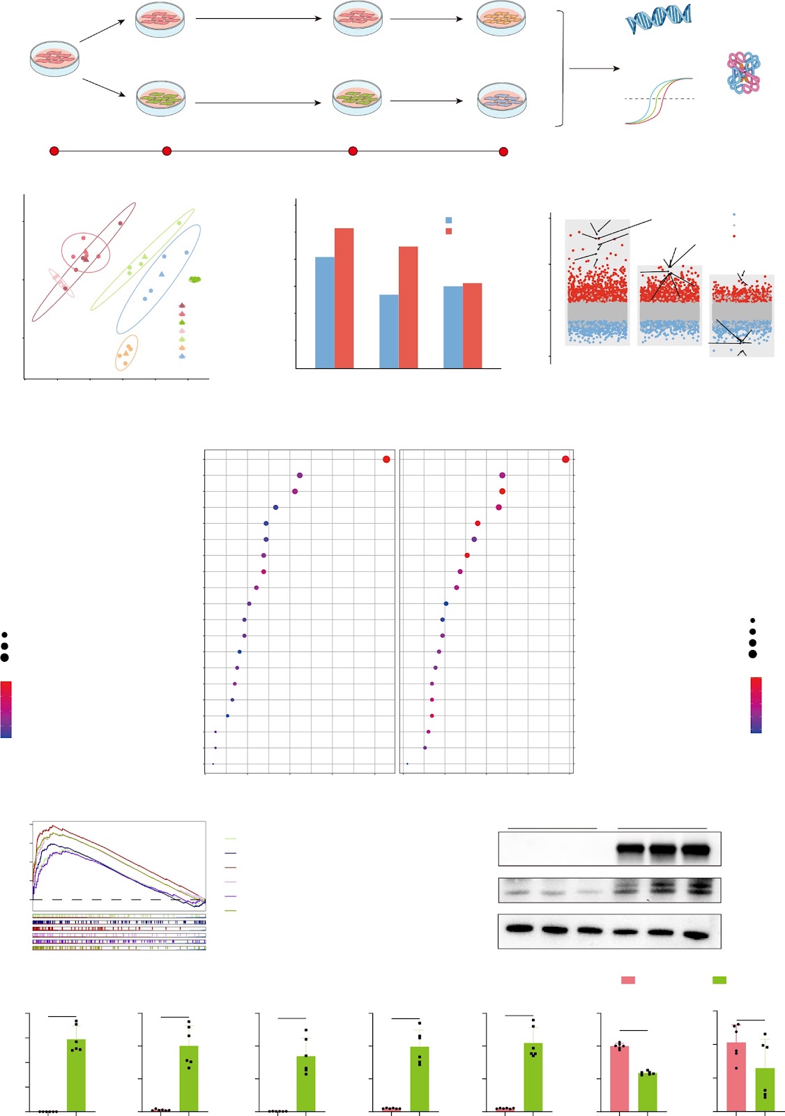 Trained human bone marrow mesenchymal stem cells restore tissue immuno-microenvironment in fulminant hepatic failure mice